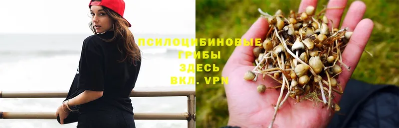 Псилоцибиновые грибы Magic Shrooms  где можно купить наркотик  Приволжск 